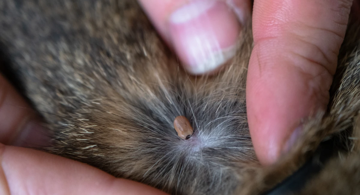 Tick on a cat