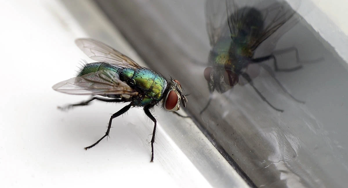 Close up of a house fly on a window ledge