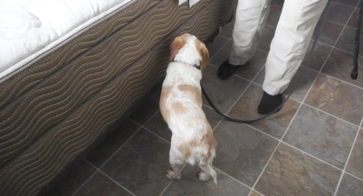 A bed bug dog at work