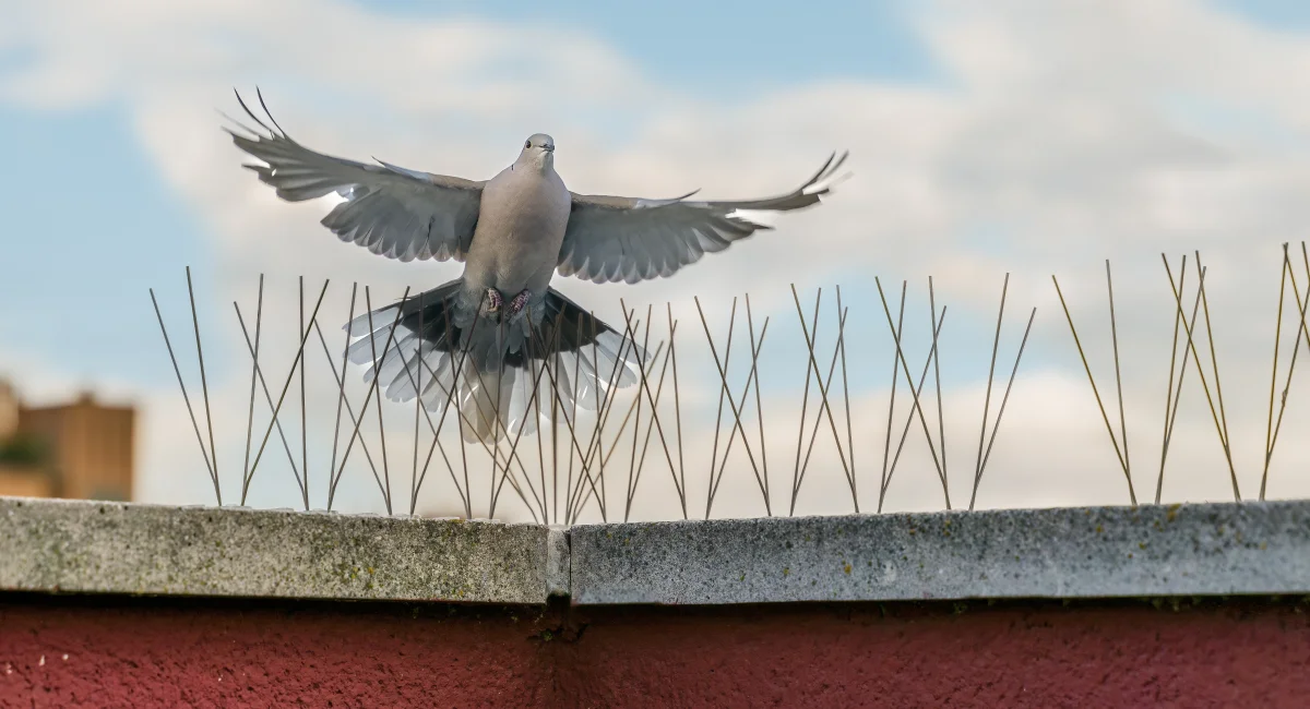 Steel spikes for the protection of urban buildings against pigeons and other birds