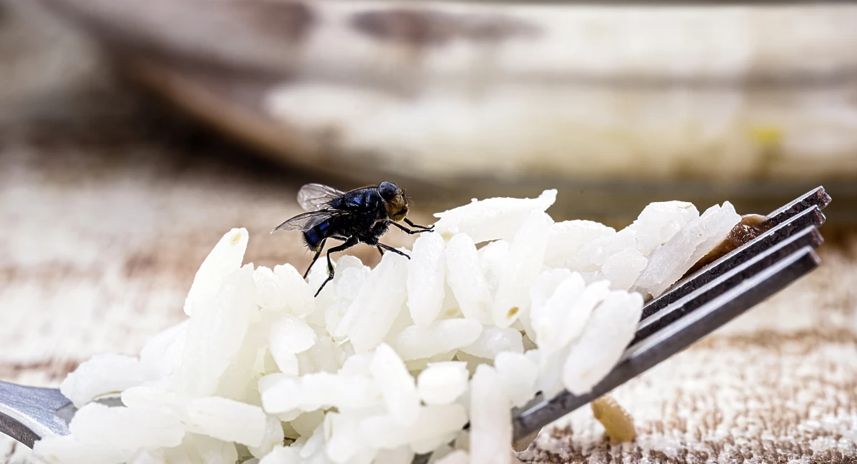 A small house fly feeding on rice
