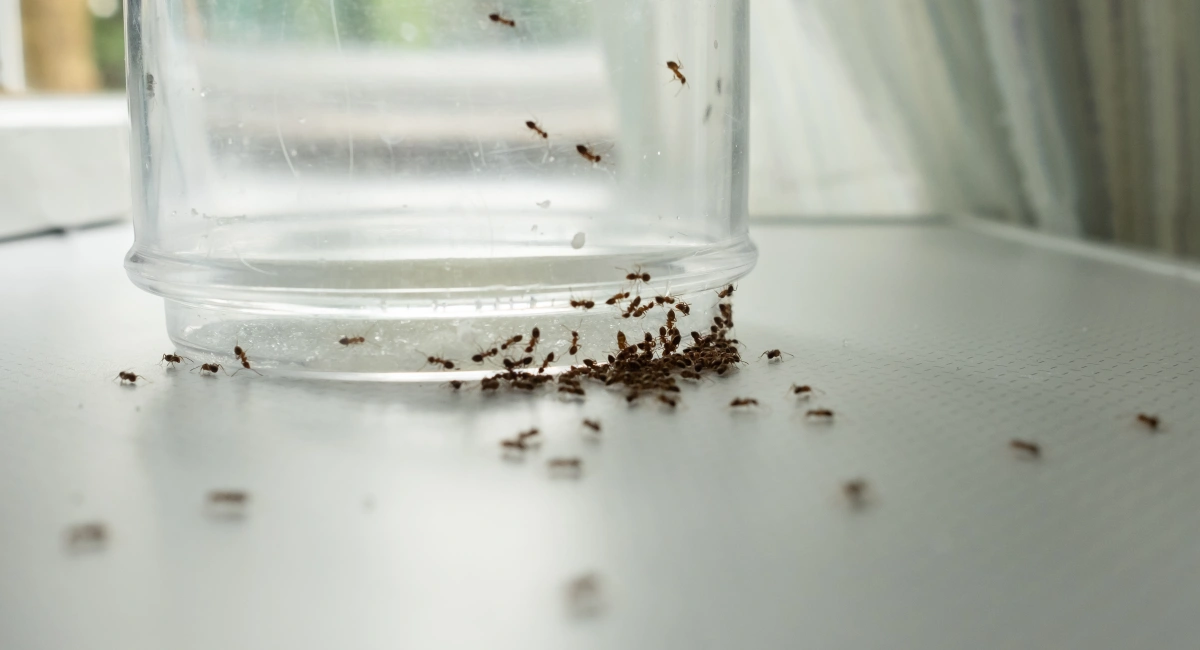 Ants gathered around the bottom of a glass