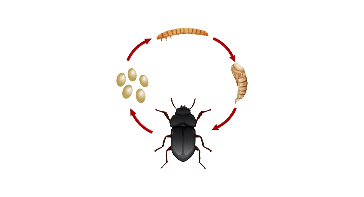 Lifecycle of a mealworm