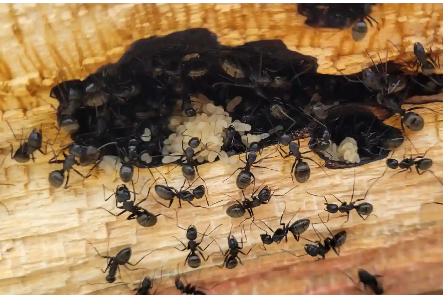 Do Ant Sprays Really Work? | Assured Environments