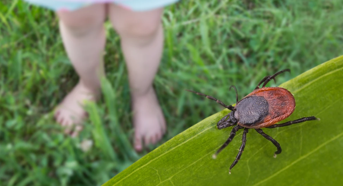 Tick attached to a leaf