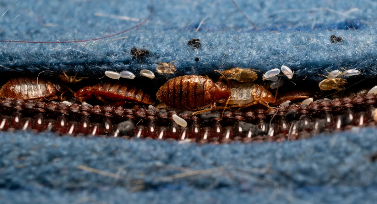 Bed bugs and their larvae accumulate in mattress seams