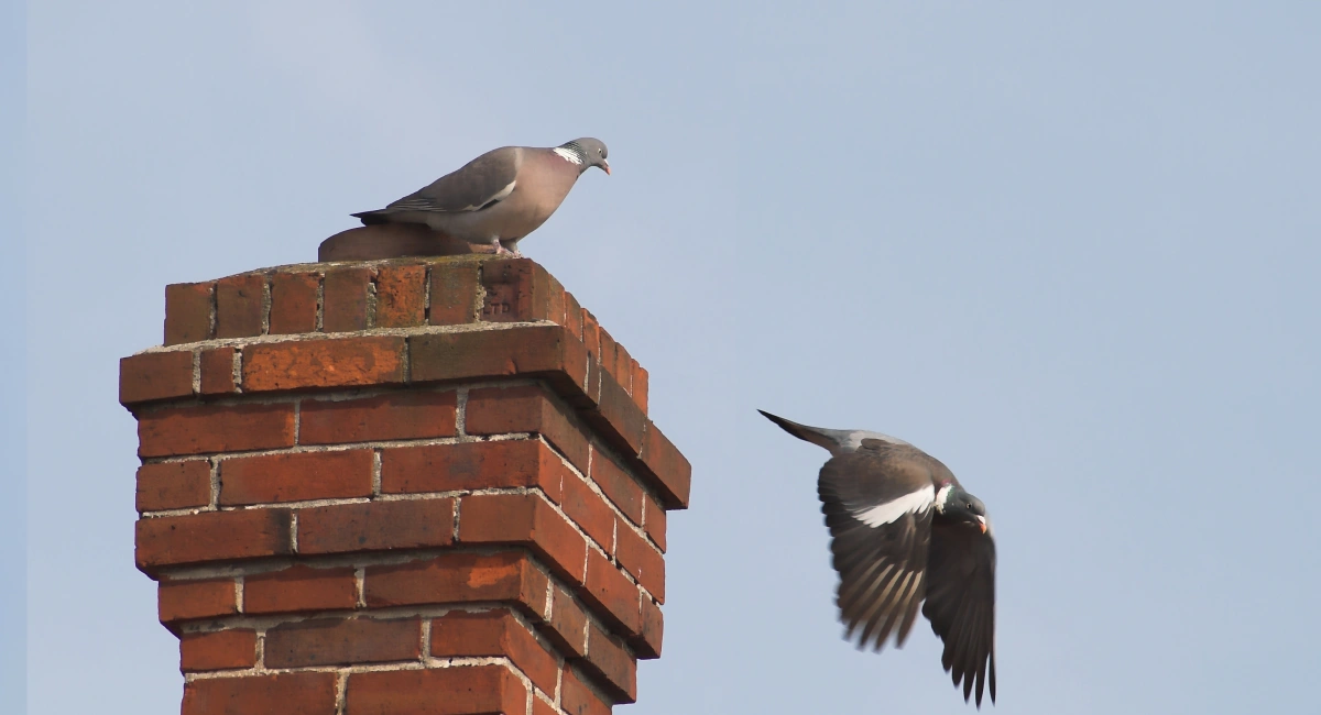 Pigeons sitting in a chimney