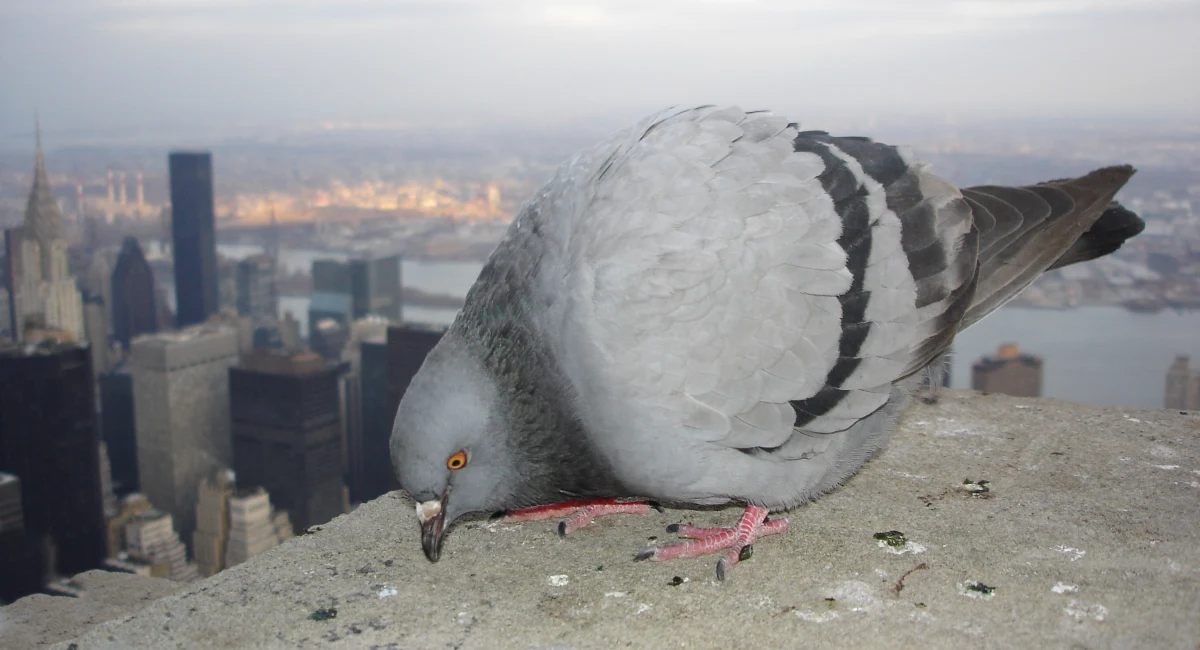 Pigeons are a big problem in NYC. Their corrosive droppings damage structures and look grubby.