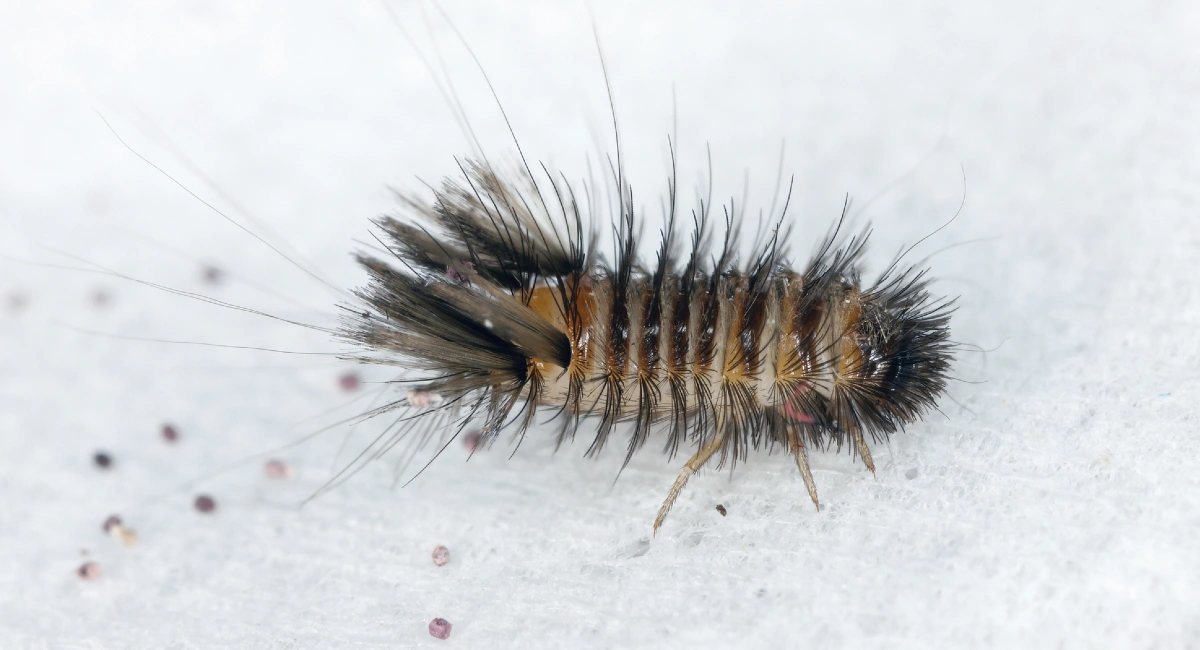 Larva of varied carpet beetle