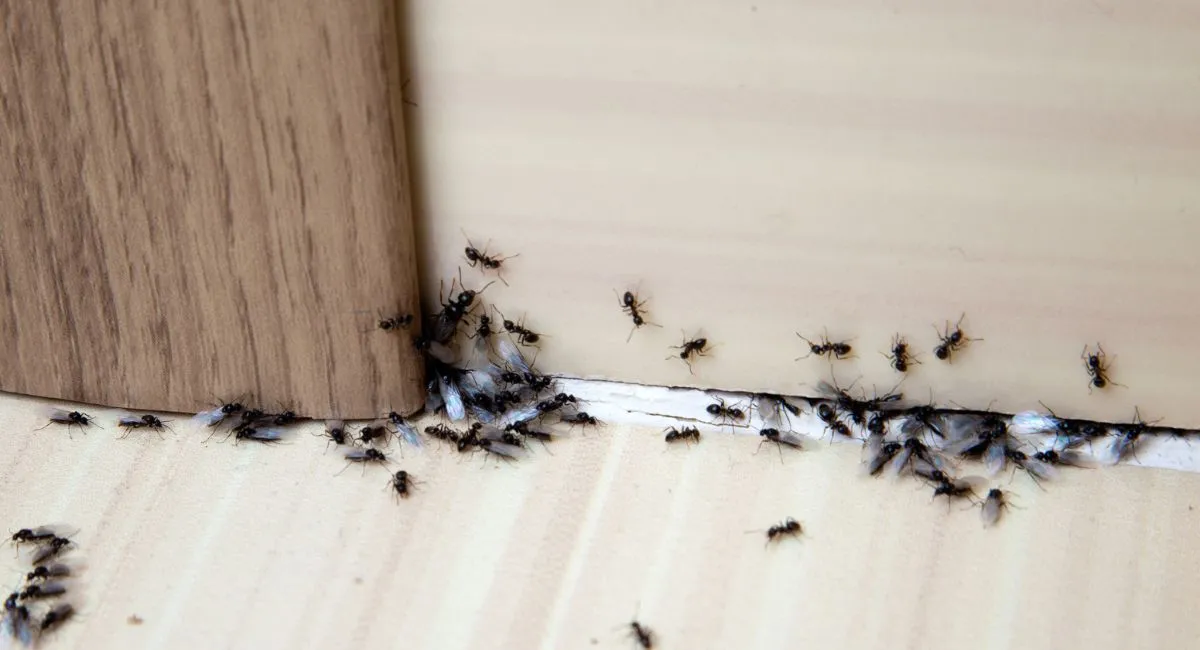 Many flying ants crawling up a wall