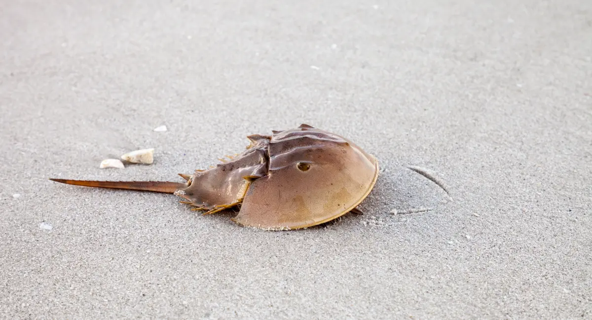 Horseshoe crabs are an intimidating sight on NYC beaches