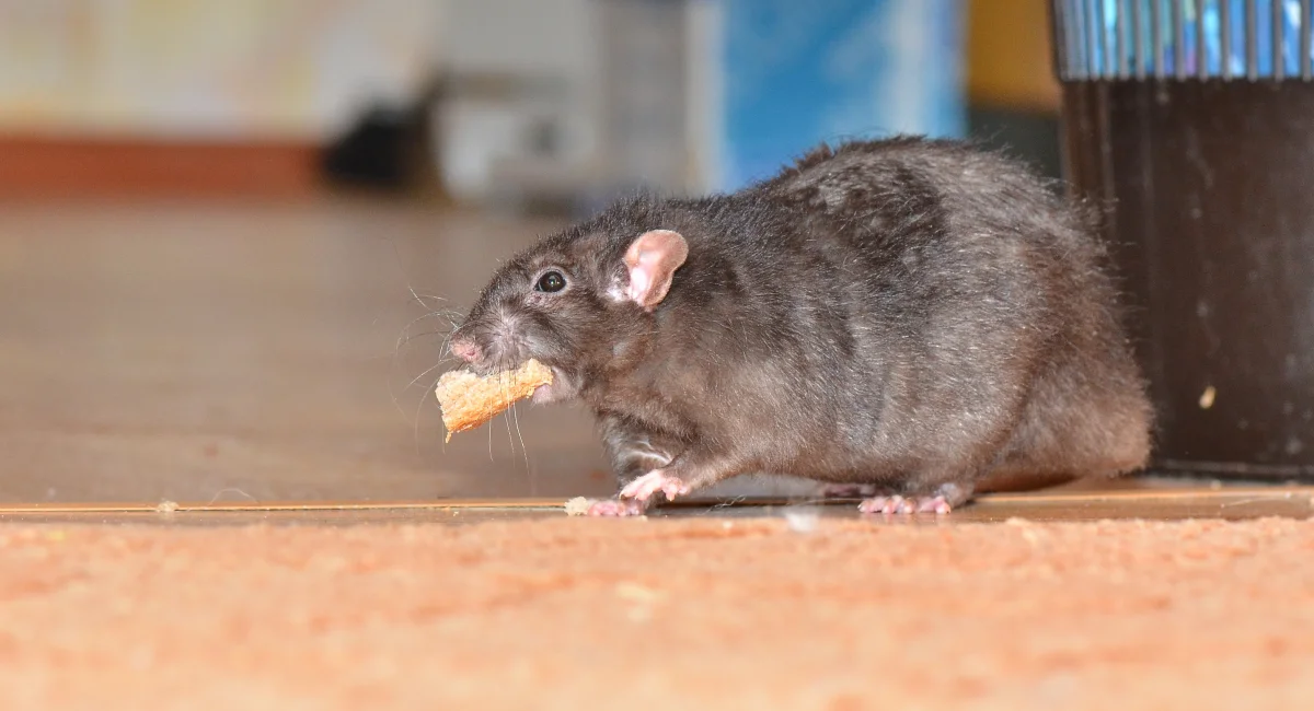 Rat on floor carrying a piece of bread