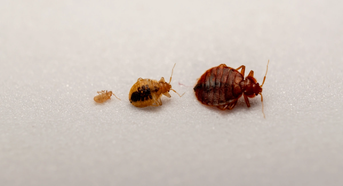 Three different life stages of a bed bug