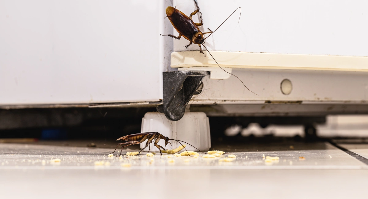 Cockroach on the base of a refrigerator 