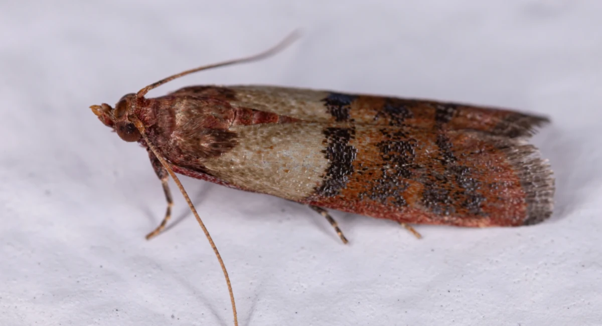 Indian meal moth