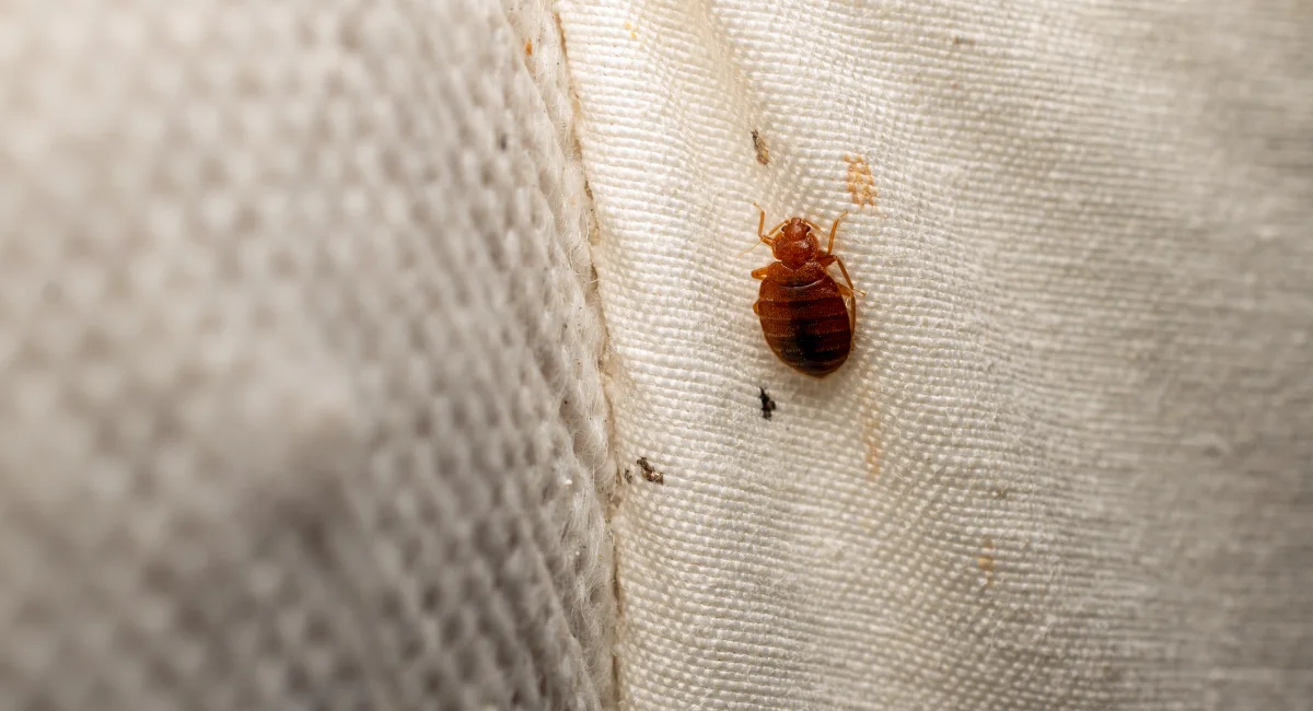 A bed bug on a mattress seam