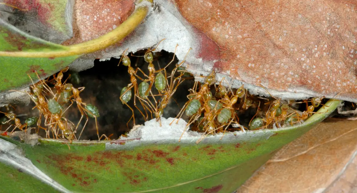 Weaver ants in leaf nest