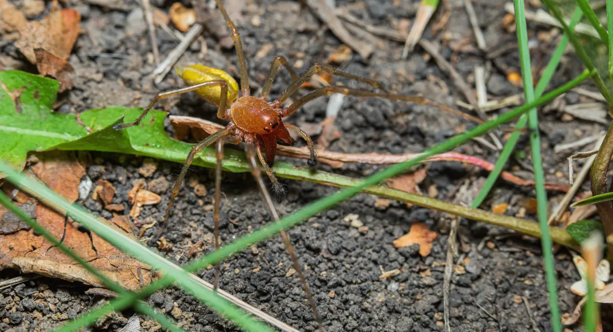 Adult male yellow sac spider