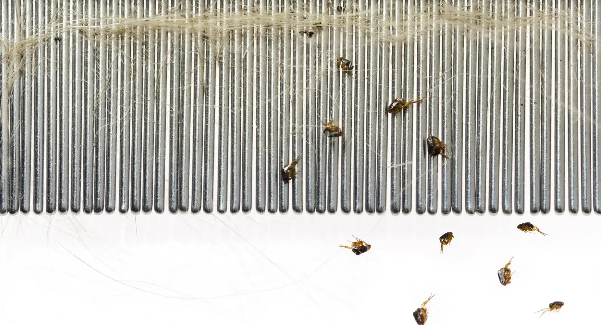Fleas in between comb 