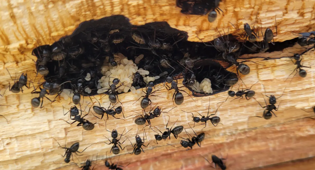 Ants on wood