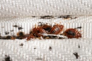Bed bugs hide in the crevice of a mattress.