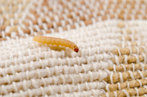 Moth larvae on a knitted blanket.