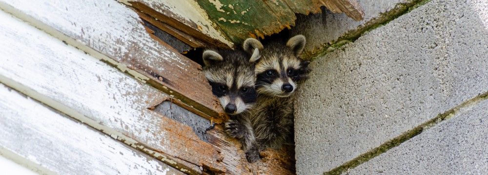 Two racoons peak out through hole in wall.