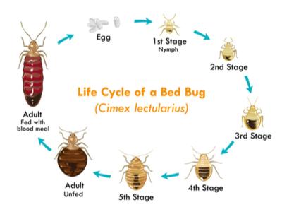 The life cycle of a bed bug, from egg to adult.