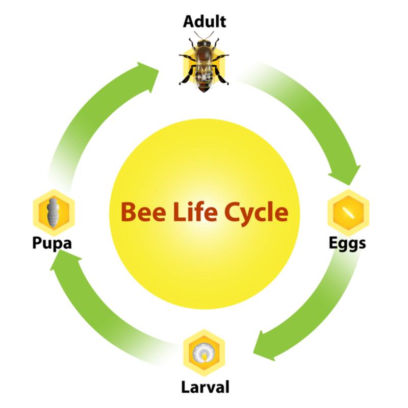 The life cycle of a bee, from egg to adult.