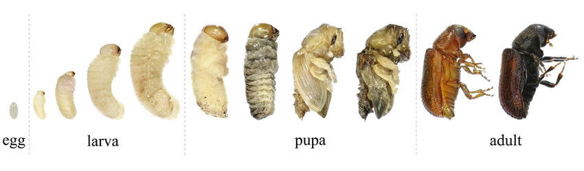 A timeline of the stages of life of beetles from egg to adult.