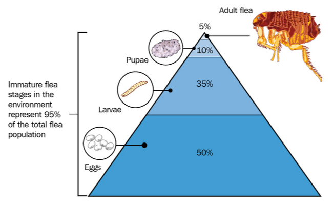 The life cycle of a flea, from egg to adult.