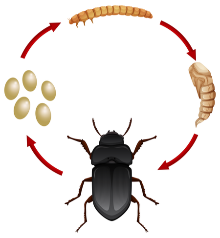 The life cycle of a mealworm.