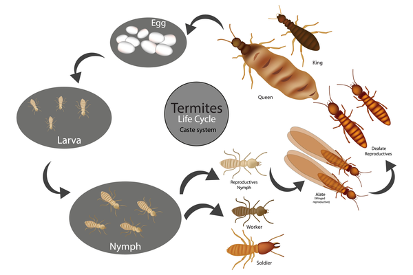 The life cycle of a termite from egg to nymph.
