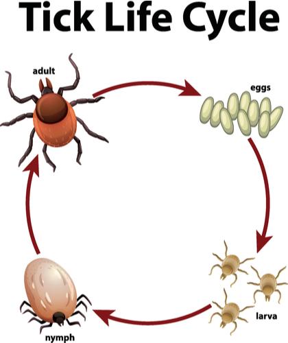 The tick life cycle, from egg to adult.