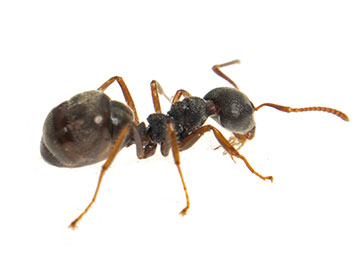 Closeup of a black ant on a white background.