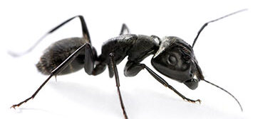 Closeup of a carpenter ant on a white background.