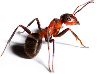 Closeup of a European Fire Ant on a white background.