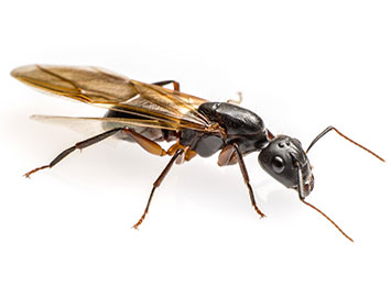 Closeup of a Flying Ant on a white background.