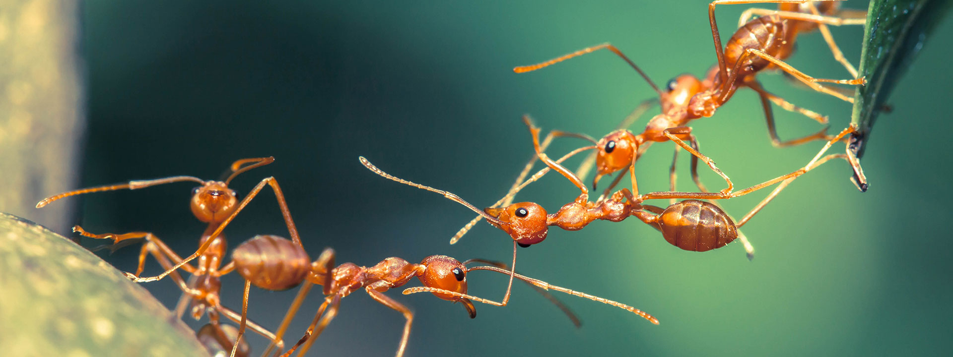 Closeup of five ants climbing from one leaf to another.