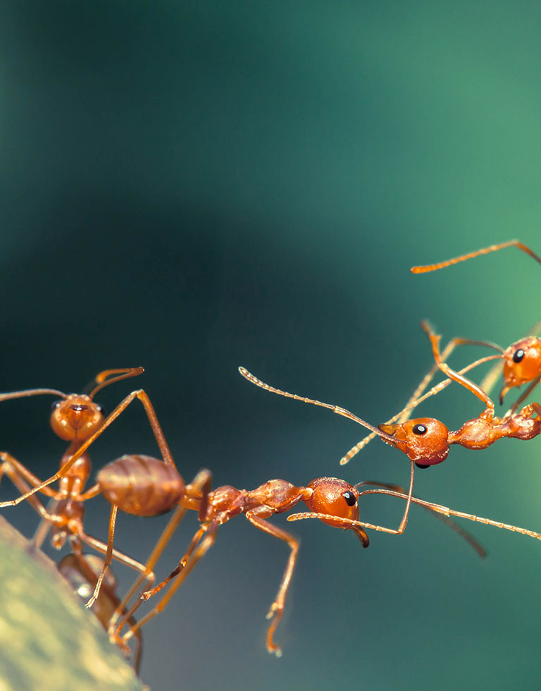 Closeup of four ants climbing a leaf.