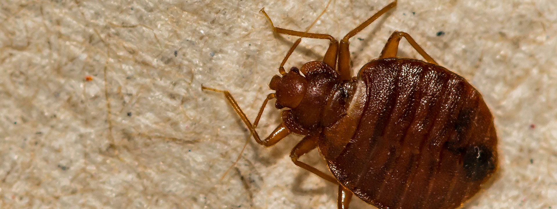 Closeup of a bed bug on carpet.