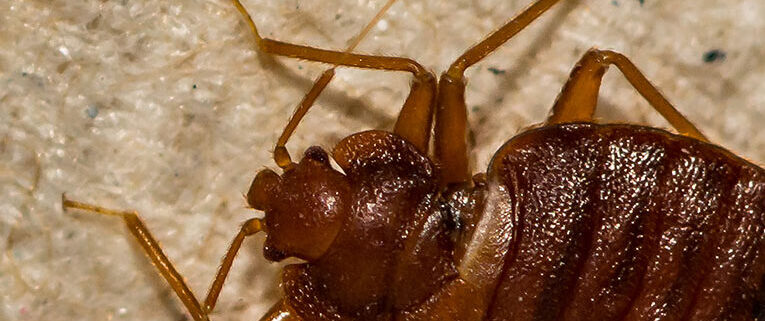 Closeup of a bed bug on carpet.