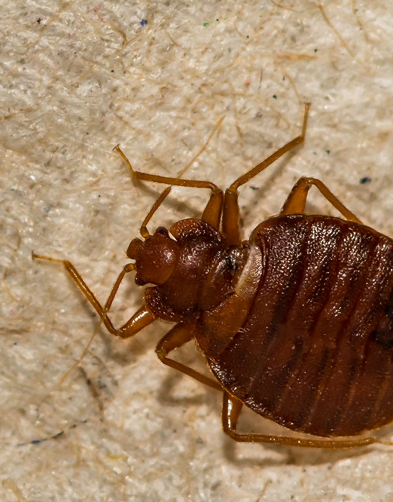 Bed Bug Identification & Control | Assured Environments