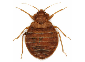 A bed bug on a white background.