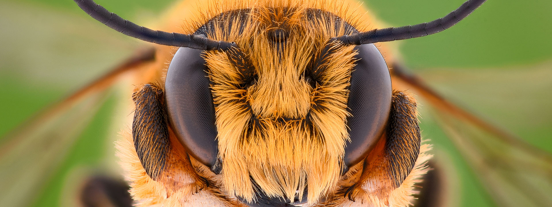 Closeup of a bee's eyes.