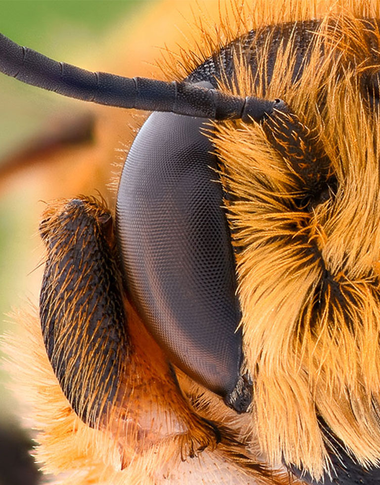 Closeup of a bee's eye.