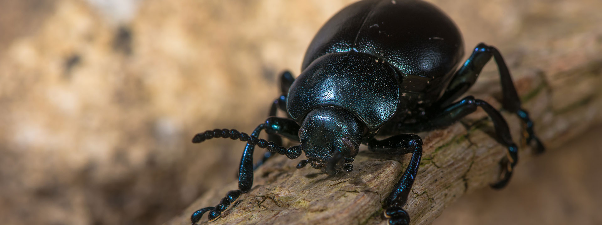 Closeup of a black beetle on a log.