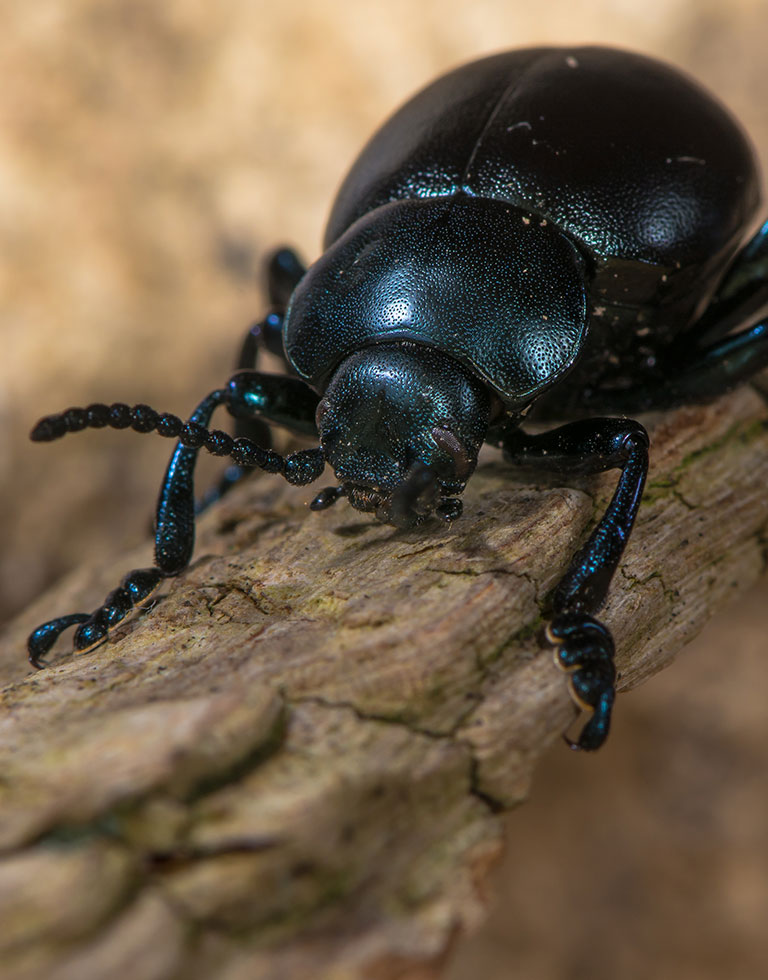 Closeup of a black beetle on a log.
