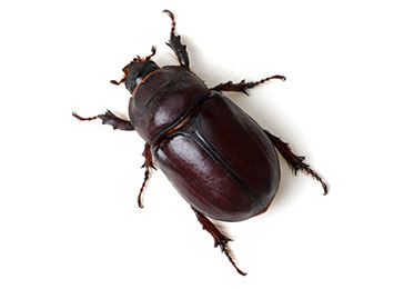 Closeup of a brown beetle on a white background.