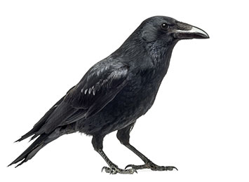 A crow on a white background.